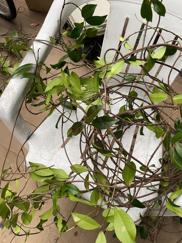 こんがらがったツタ